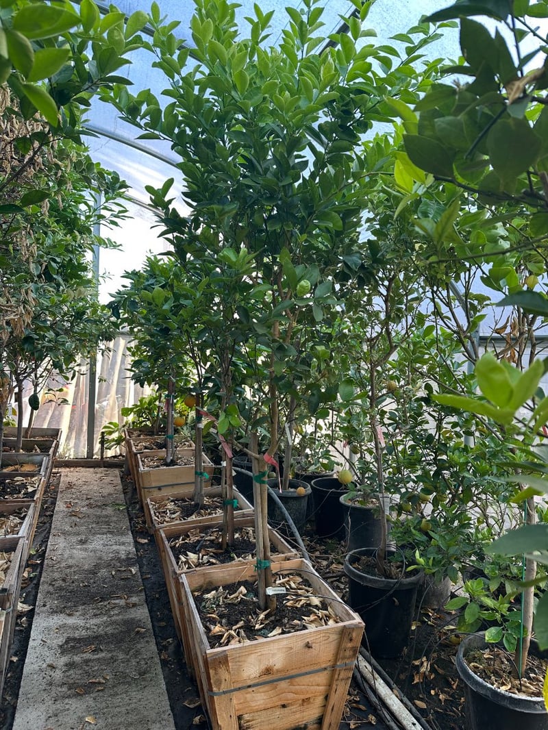 Photo for Citrus x latifolia (Persian Lime)