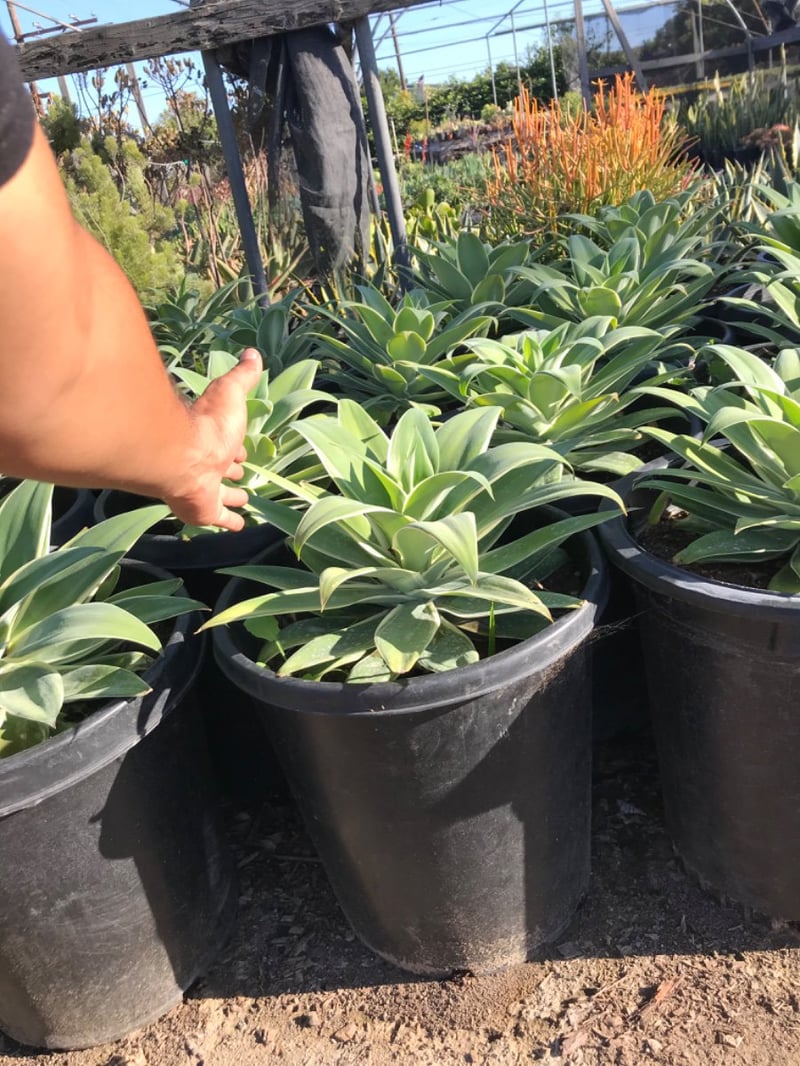 Photo for Agave attenuata 'Ray of Light' (Ray of Light Fox Tail Agave)