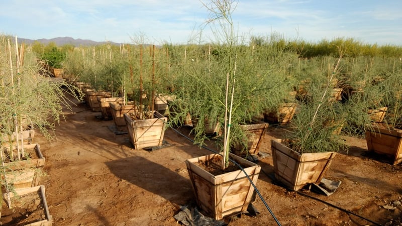 Photo for Cercidium floridum (Parkinsonia florida) (Blue Palo Verde)