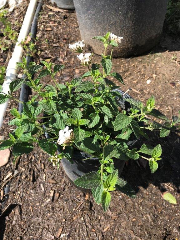 Photo for Lantana montevidensis 'White Lightning' (Pure White Lantana)