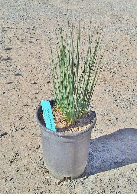 Photo for Juncus patens 'Elk Blue' (Elk Blue California Gray Rush)