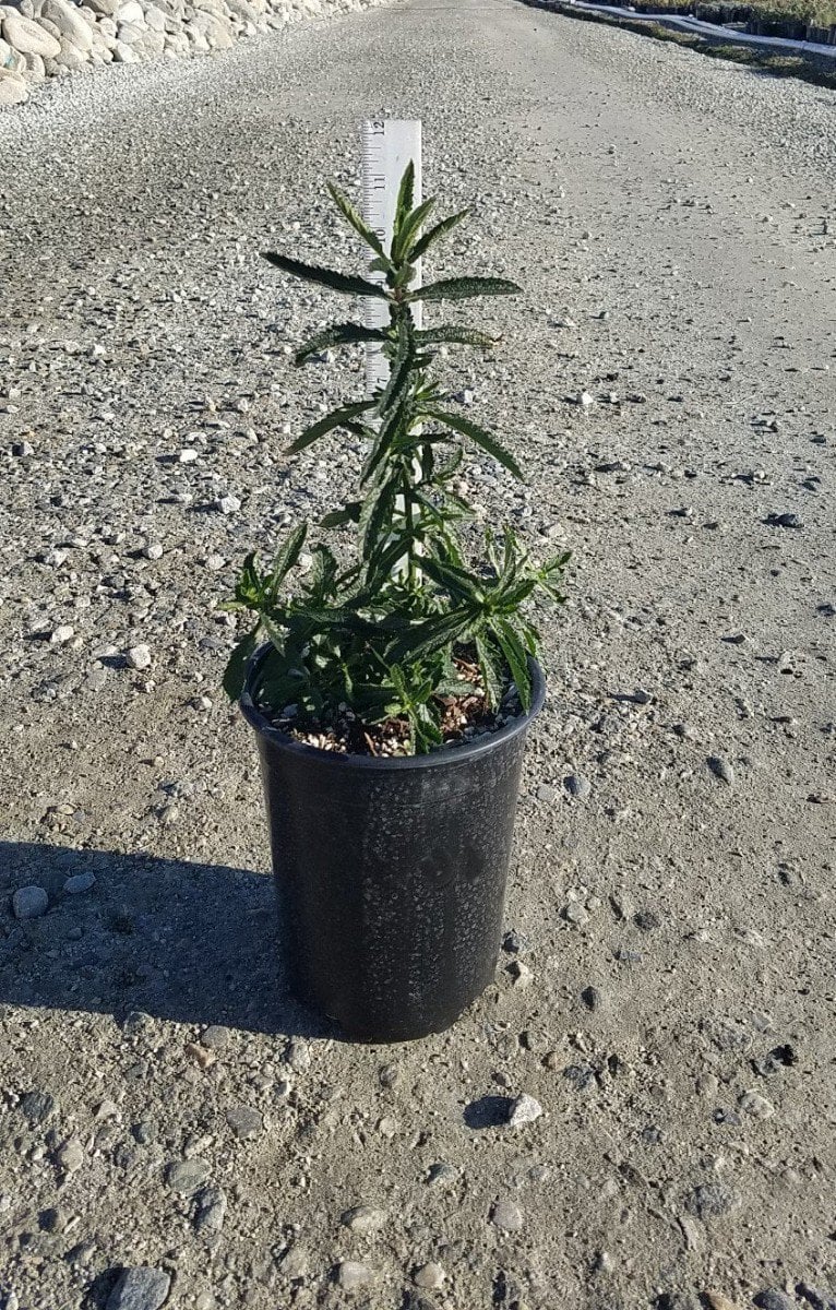 Photo for Verbena bonariensis (Tall Verbena)