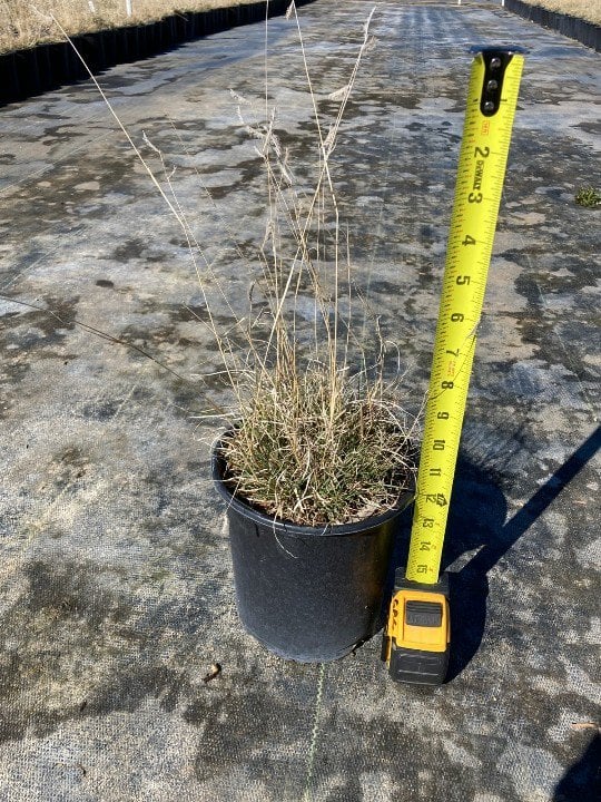 Photo for Bouteloua gracilis (Blue Gramma Grass)