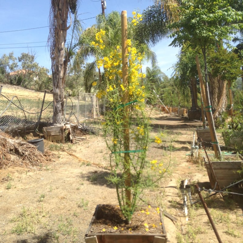 Photo for Cercidium x 'Desert Museum' (Standard) (Desert Museum Palo Verde)
