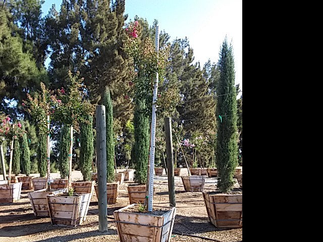 Photo for Lagerstroemia indica x fauriei 'Tuscarora' (Tuscarora Crape Myrtle)