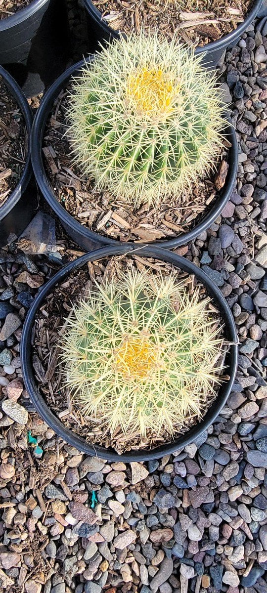 Photo for Echinocactus grussoni (Golden Barrel Cactus)