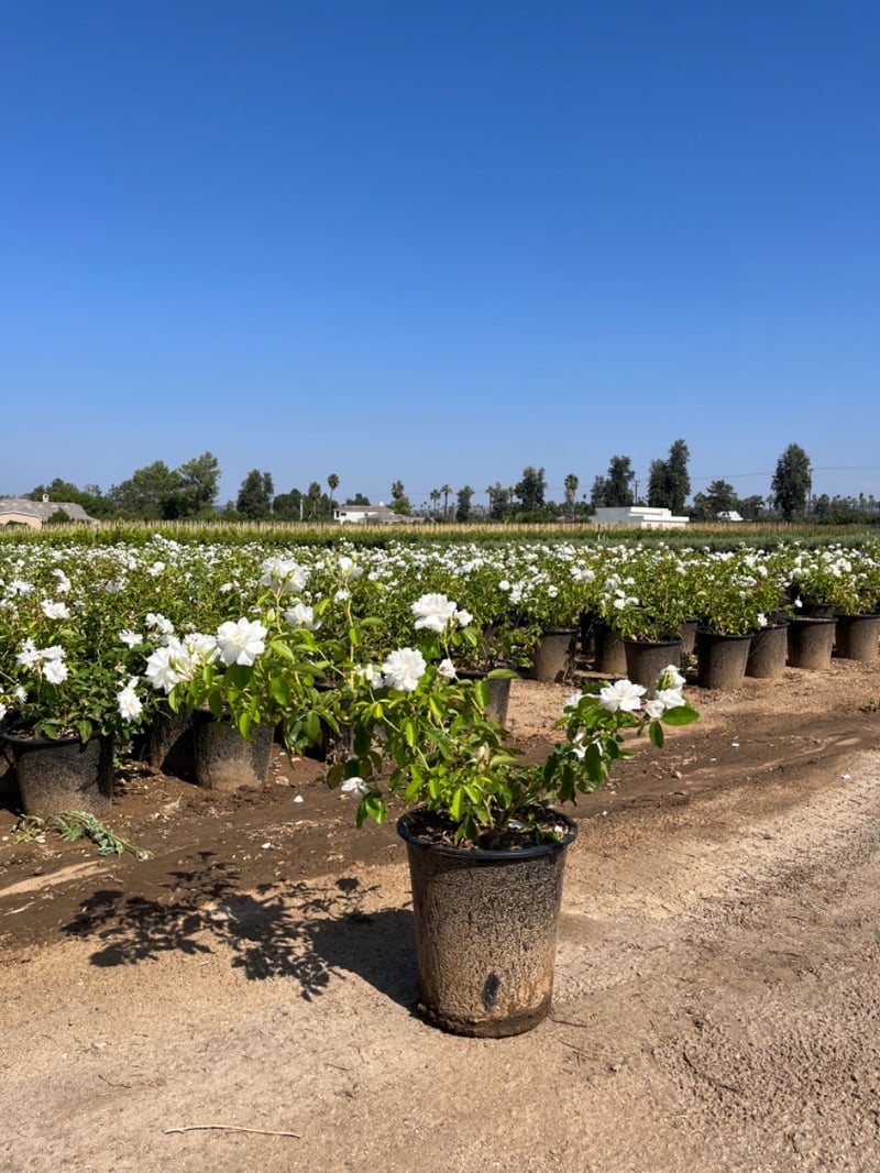 Photo for Rosa 'Iceberg' (White) (Iceberg Shrub Rose)