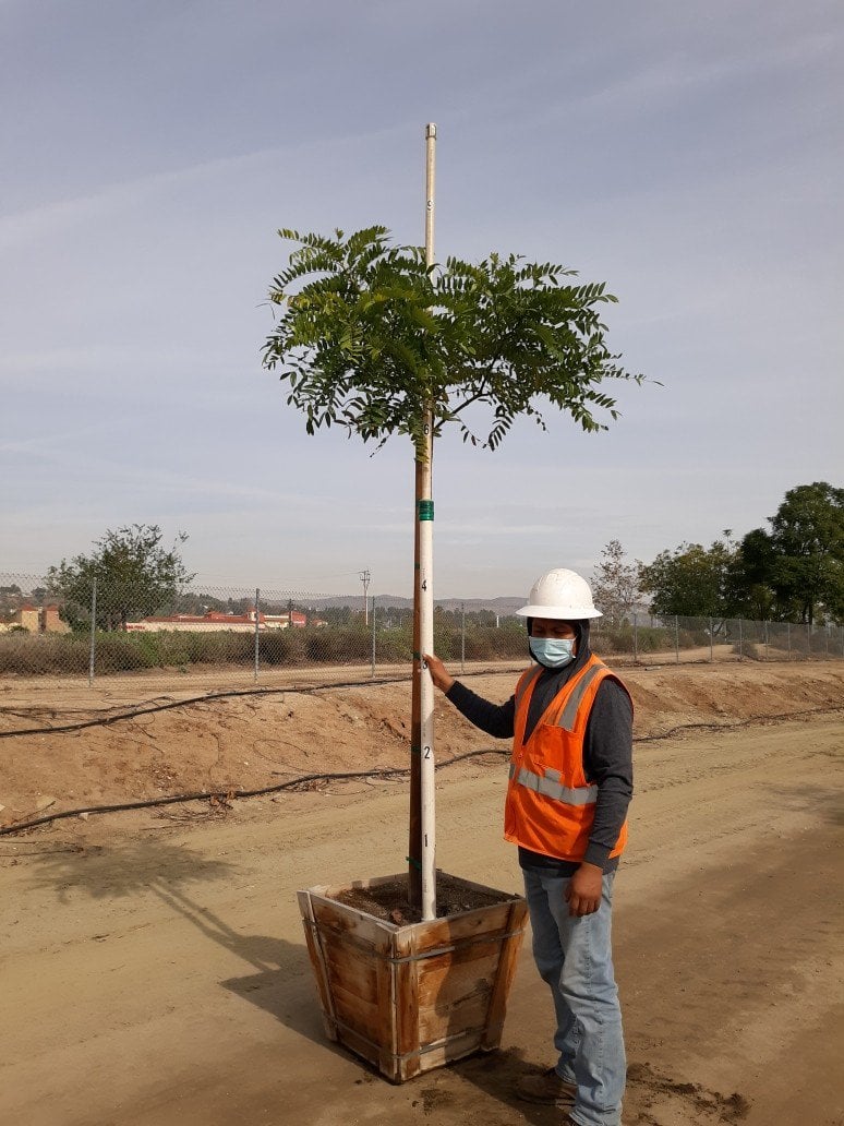 Photo for Cassia leptophylla (Gold Medallion Tree)