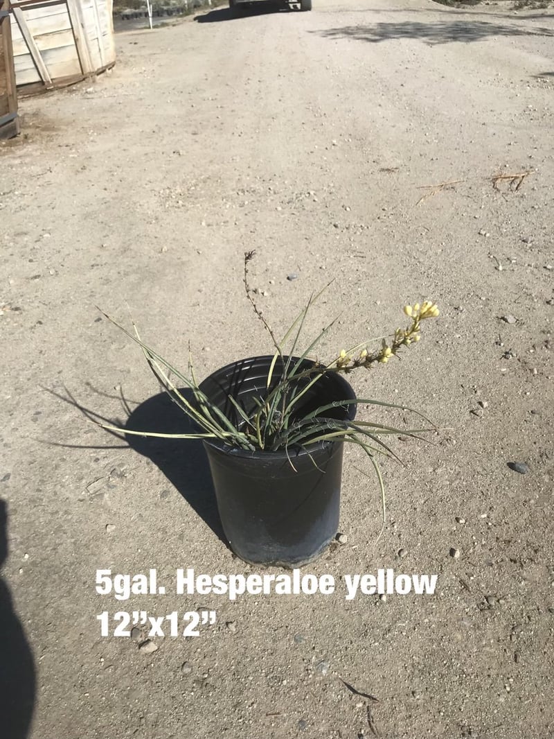 Photo for Hesperaloe parviflora 'Yellow' (Yellow Yucca, Texas Yellow Yucca)