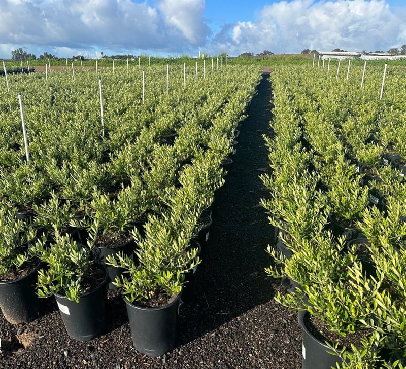 Photo for Olea europaea 'Montra' (Little Ollie Dwarf Olive)
