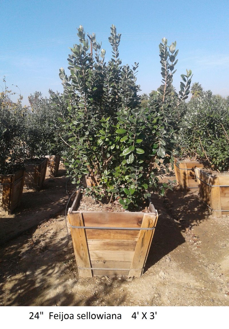 Photo for Feijoa sellowiana (Pineapple Guava)
