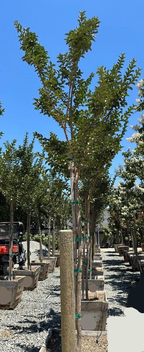 Photo for Lagerstroemia indica x fauriei 'Tuscarora' (Tuscarora Crape Myrtle)