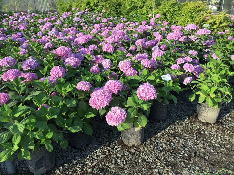 Photo for Hydrangea macrophylla (Hydrangea)
