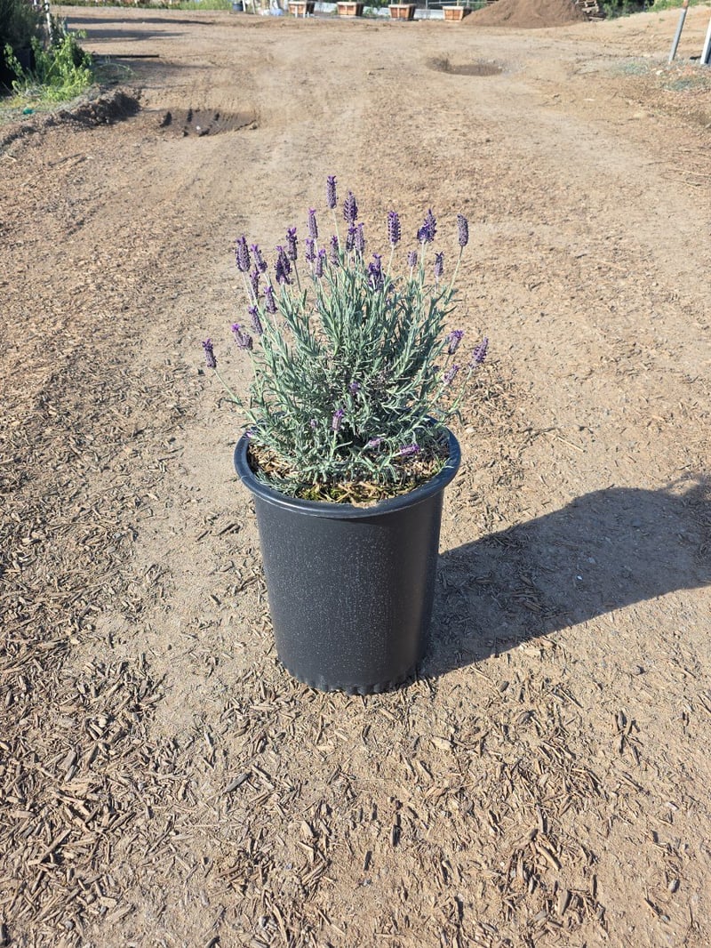 Photo for Lavandula stoechas 'Otto Quast' (Otto Quast Spanish Lavender)