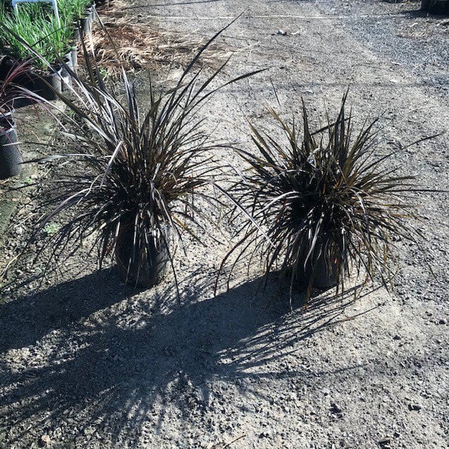 Photo for Phormium tenax 'Atropurpureum' (Bronze Flax)