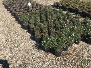 Photo for Lantana montevidensis 'Alba' (White Trailing Lantana)