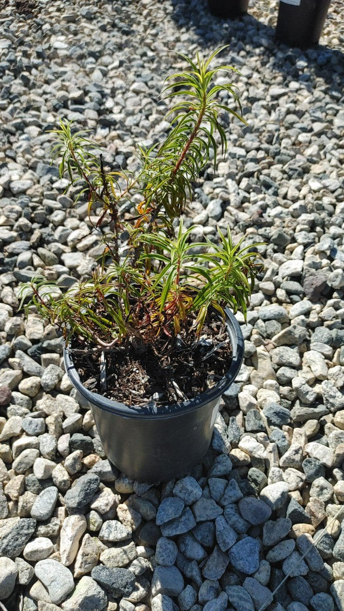 Photo for Penstemon x 'Firebird' (Schoenholzeri) (Firebird Beard Tongue)