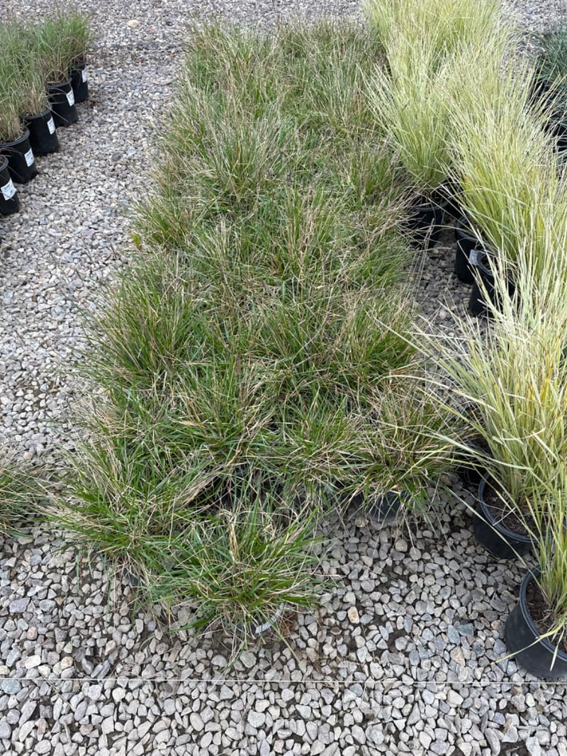 Photo for Sesleria ‘Greenlee' (John Greenlee's Moor Grass)