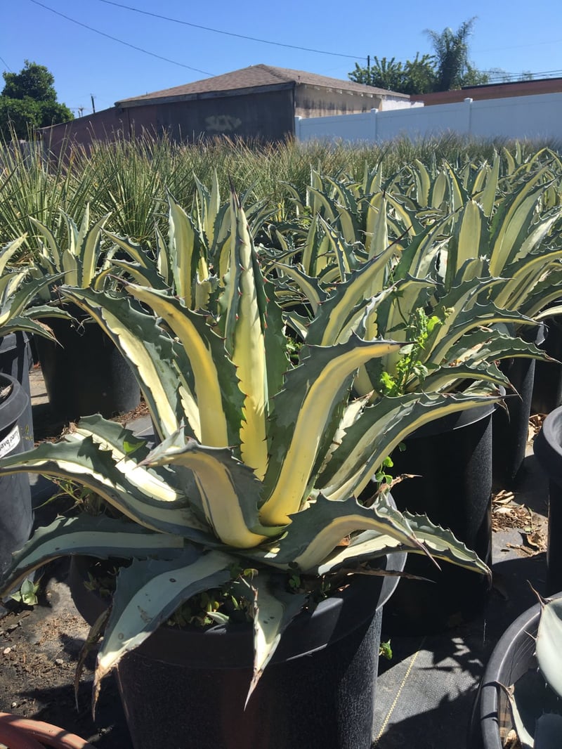 Photo for Agave americana var. 'Mediopicta Alba' (White Striped Century Plant)