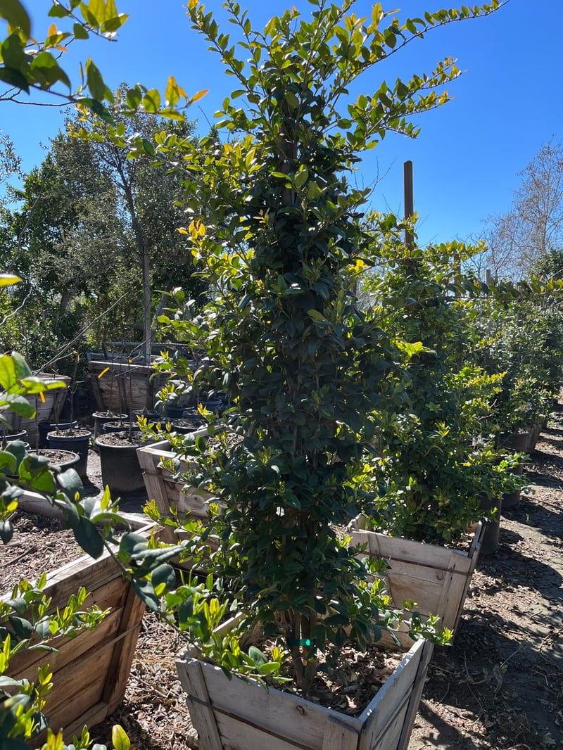 Photo for Ligustrum japonicum 'Texanum' (Column) (Waxleaf Privet)