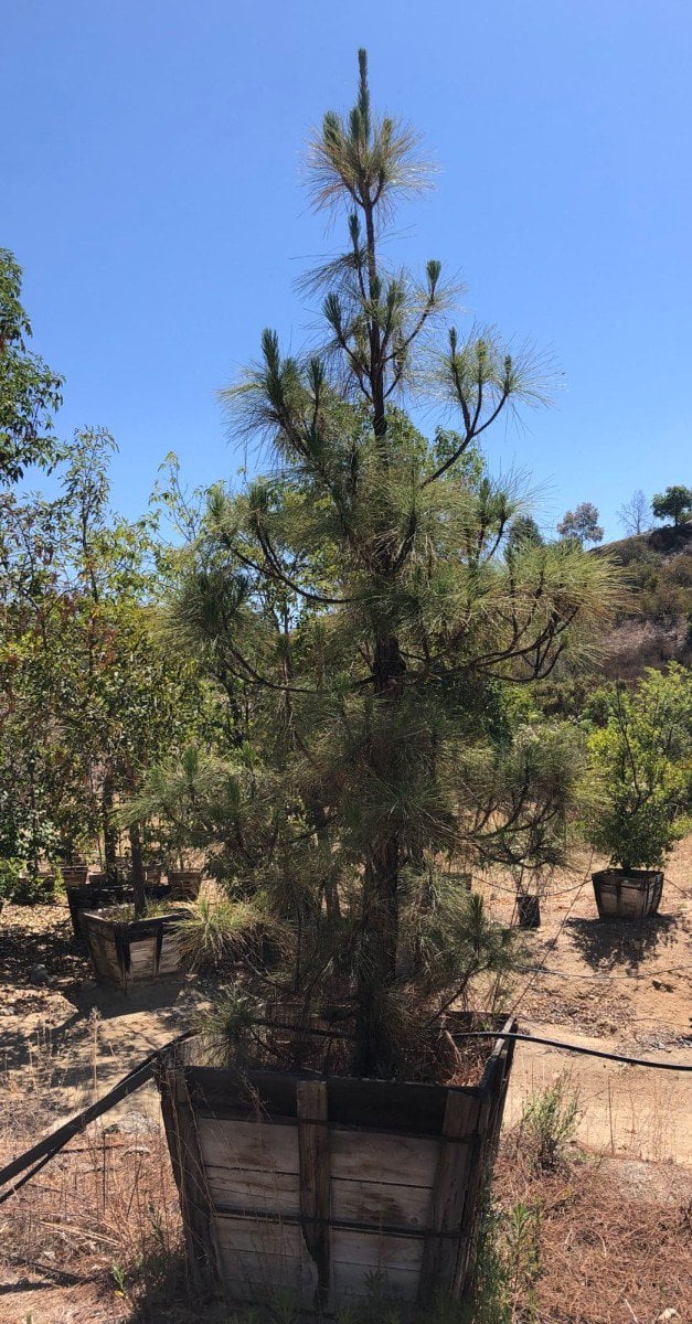 Photo for Pinus canariensis (Canary Island Pine)