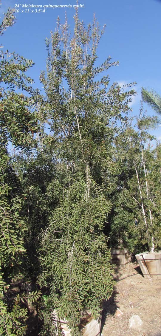Photo for Melaleuca quinquenervia (Cajeput Tree, Paperbark Tree)