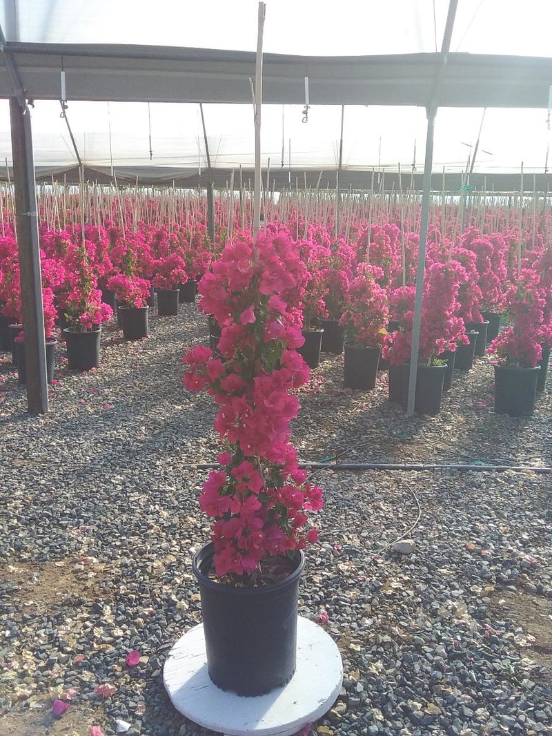 Photo for Bougainvillea 'Barbara Karst' (Barbara Karst Bougainvillea)