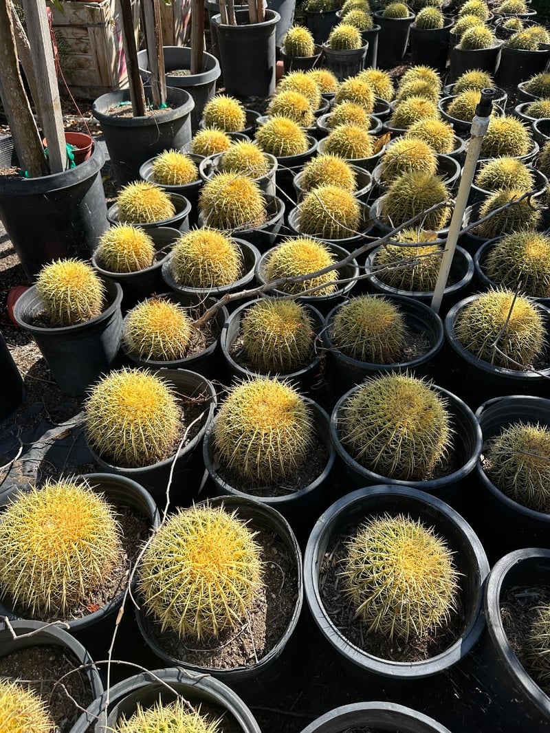 Photo for Echinocactus grusonii (Golden Barrel Cactus)