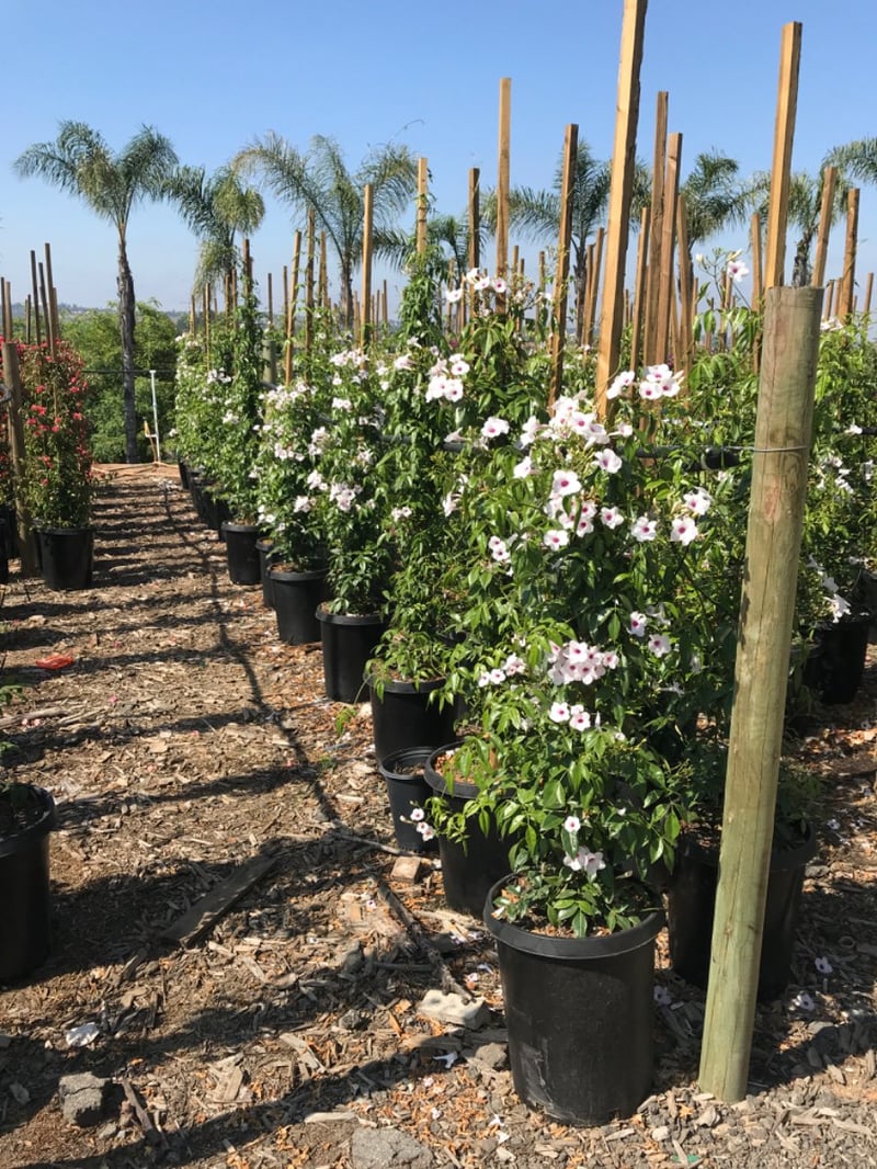 Photo for Pandorea Jasminoides 'Rosea' (Pink Bower Vine)