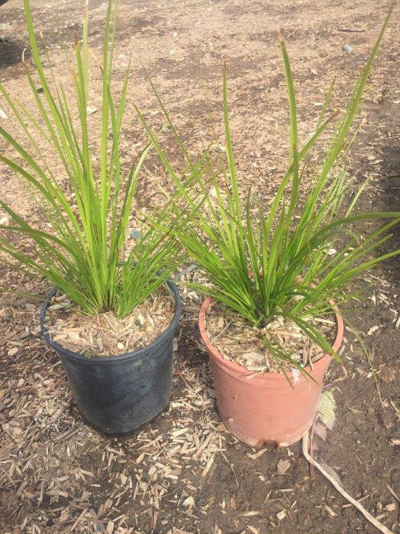 Photo for Lomandra longifolia 'Nyalla' (Nyalla Mat Rush)