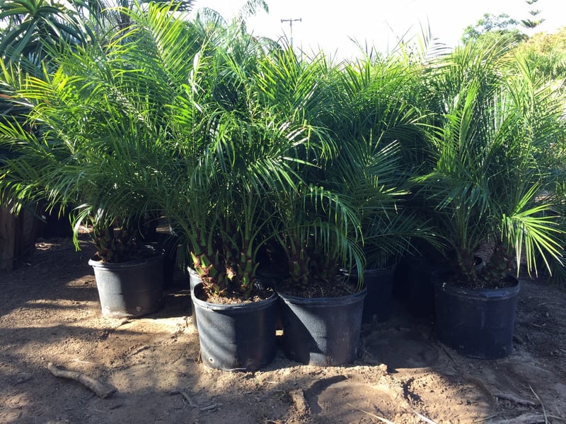 Photo for Phoenix roebelenii (Multi) (Pygmy Date Palm)