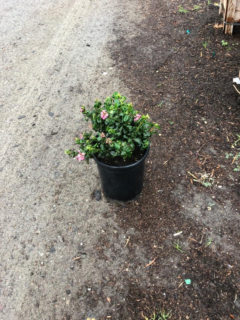Photo for Escallonia 'Fradesii' (Frades Escallonia)