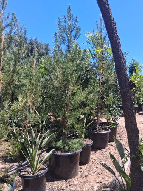 Photo for Pinus eldarica (Afghan Pine)