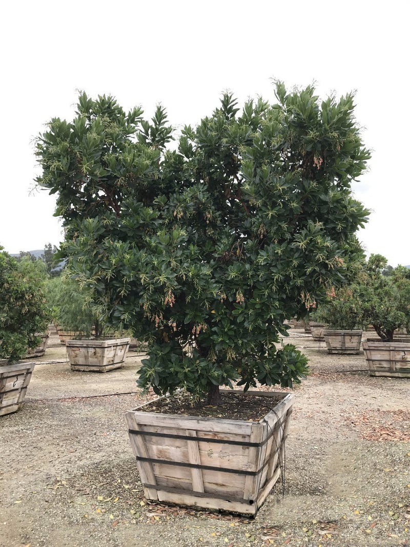 Photo for Arbutus 'Marina' (Low Branch) (Marina Strawberry Tree)