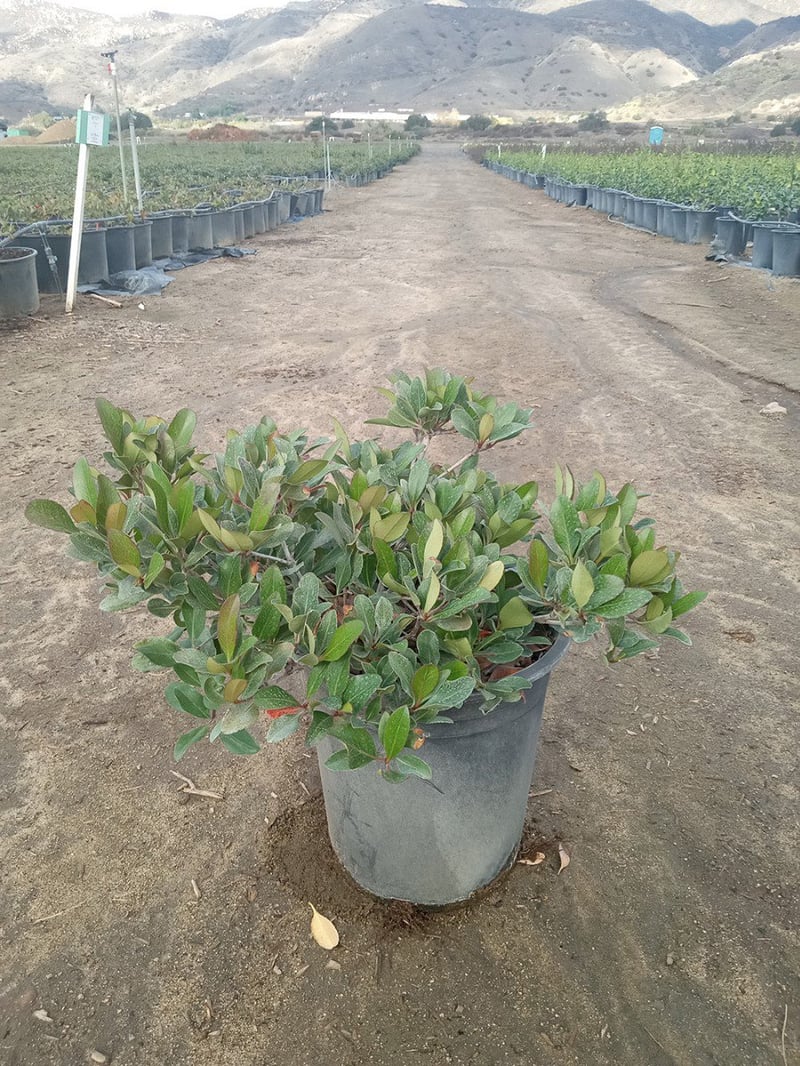 Photo for Raphiolepis indica (Indian Hawthorne)