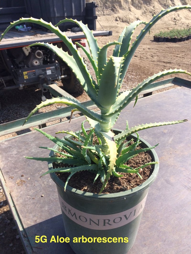 Photo for Aloe arborescens (Torch Aloe)