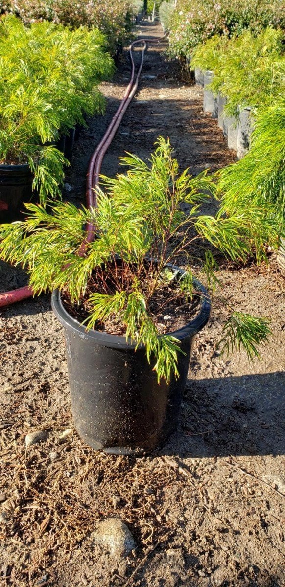 Photo for Acacia cognata 'Cousin Itt' (Little River Wattle)
