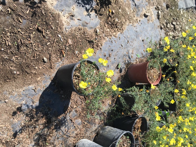 Photo for Calylophus drummondianus (Sundrops)
