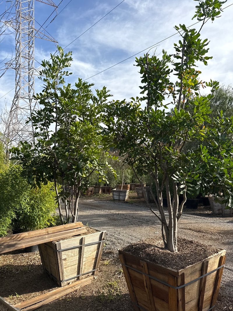 Photo for Cupaniopsis anacardioides (Multi) (Carrotwood)