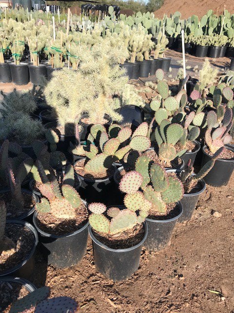 Photo for Opuntia basilaris (Beavertail Cactus)