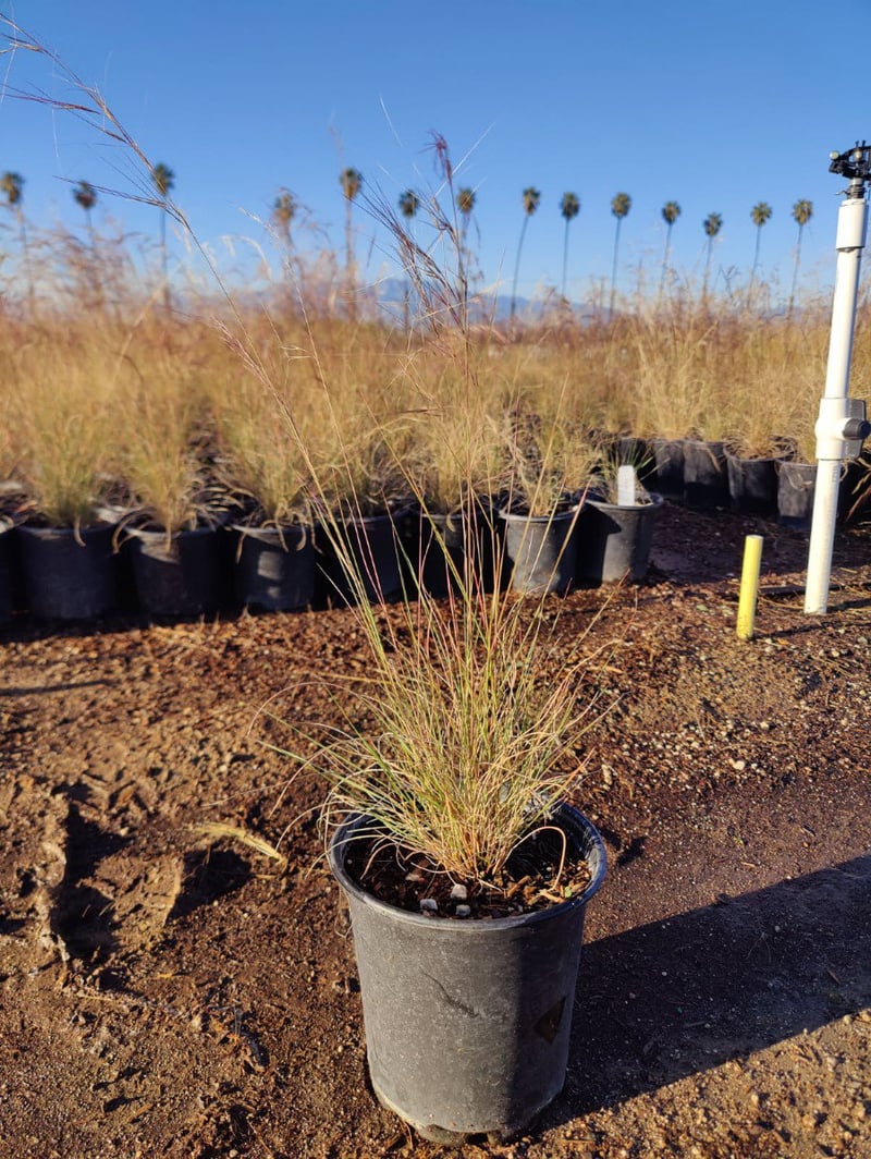 Photo for Aristida purpurea (Purple Three Awn)