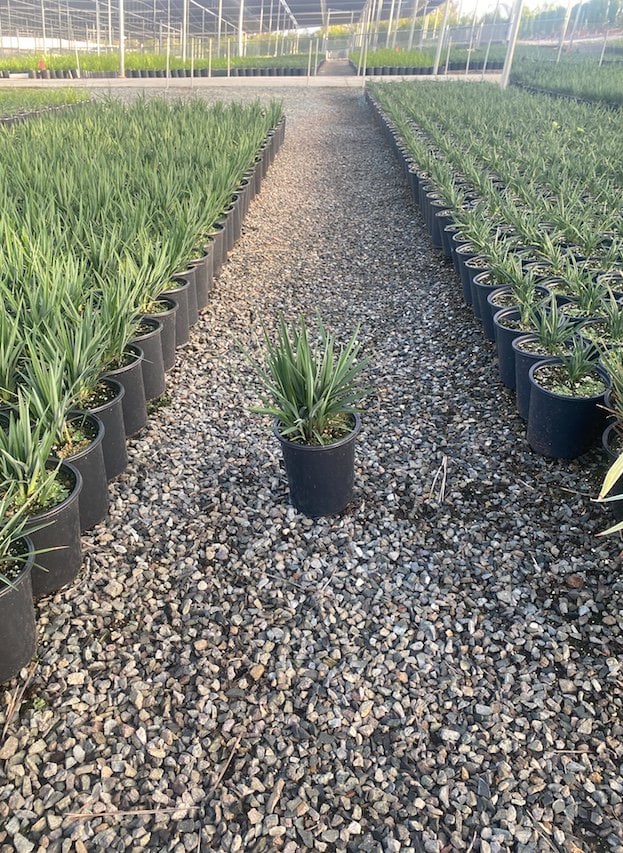 Photo for Dianella revoluta (Revoluta Flax Lily)