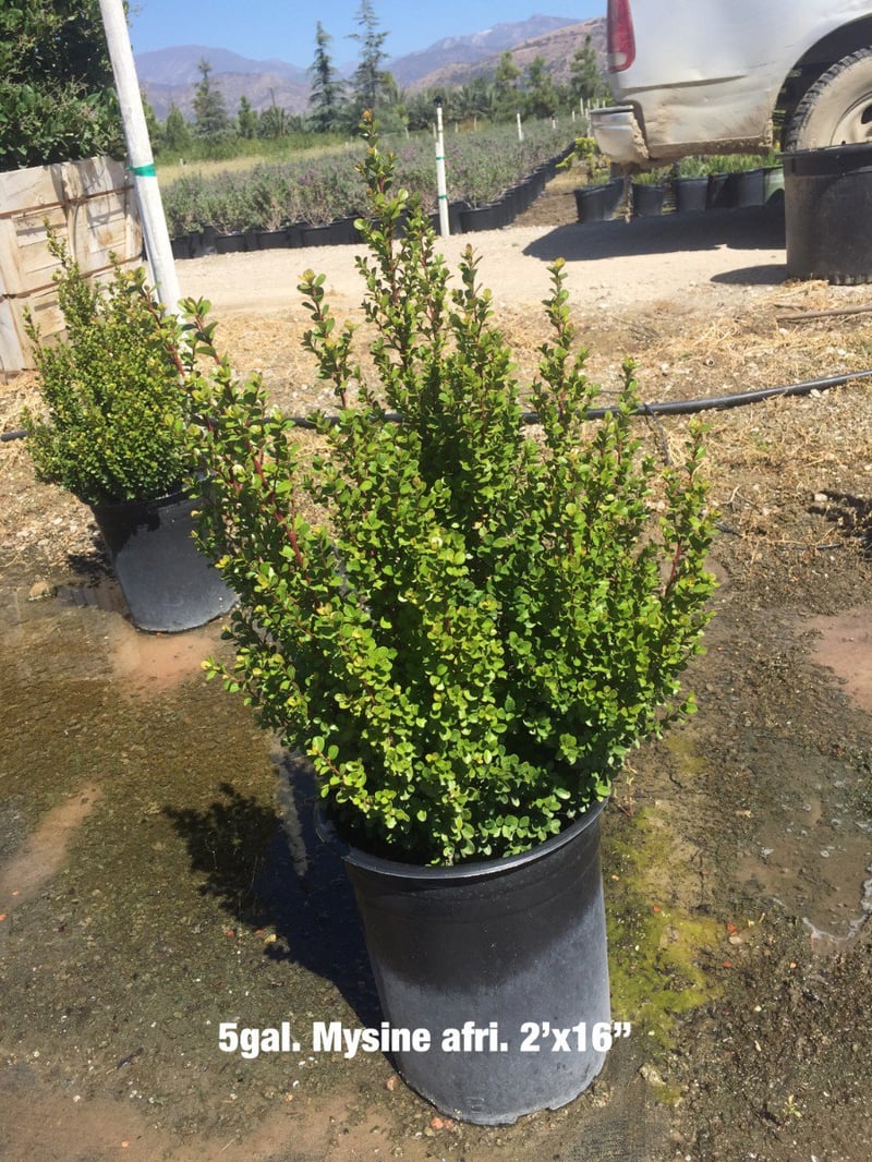 Photo for Myrsine africana (African Boxwood)