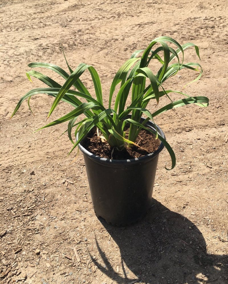 Photo for Hemerocallis hybrid 'Yellow' (Yellow Daylily)