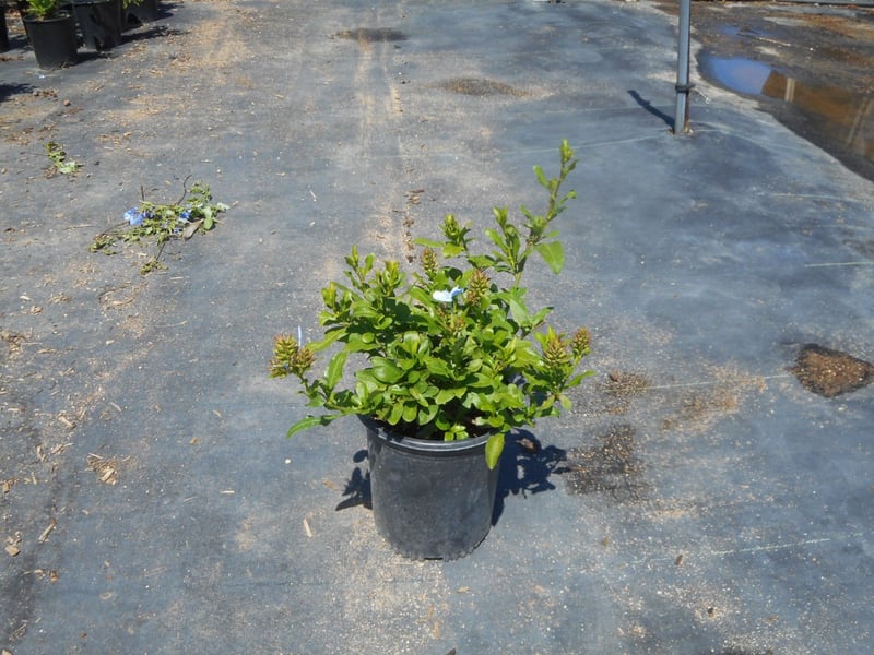 Photo for Plumbago auriculata 'Monott' (Royal Cape Plumbago)
