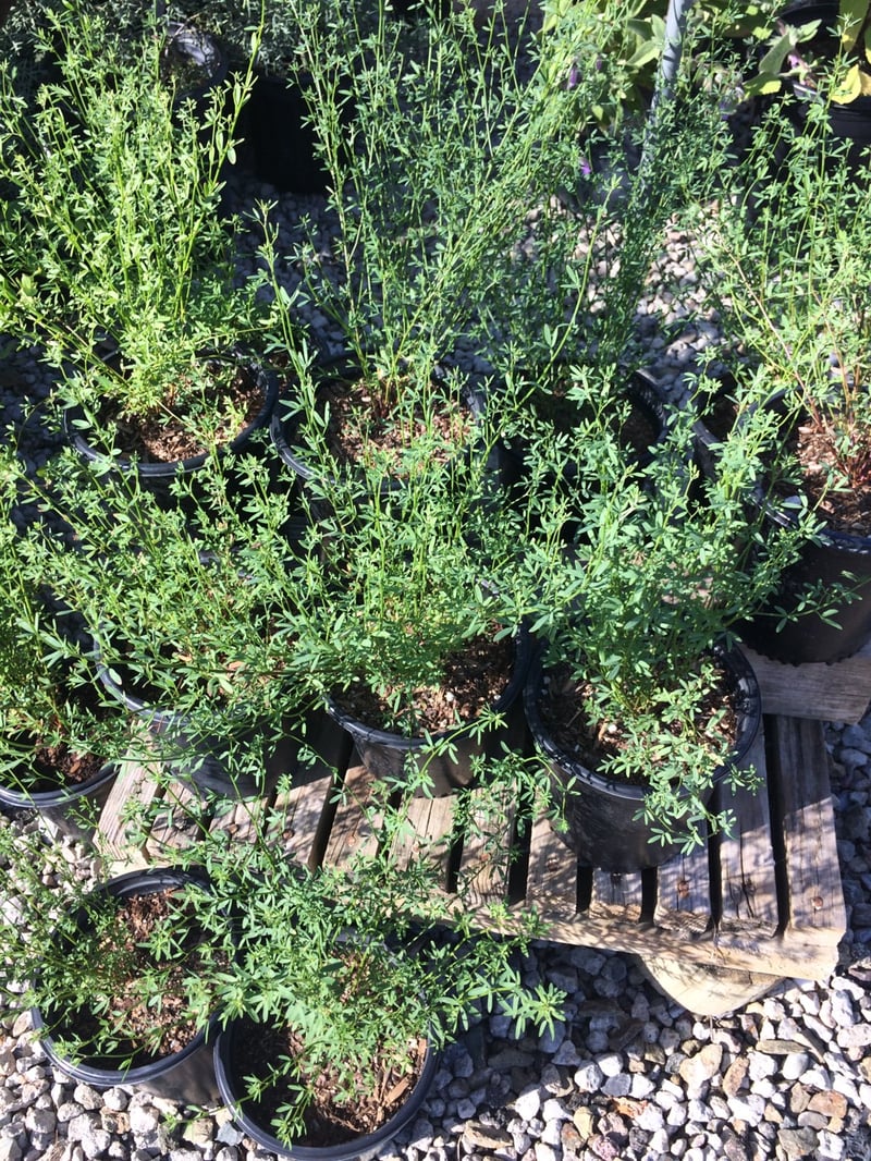 Photo for Lotus scoparius (Acmispon glaber) (Deer Weed)