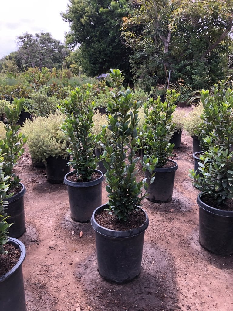 Photo for Laurus nobilis (Bush) (Sweet Bay Laurel)