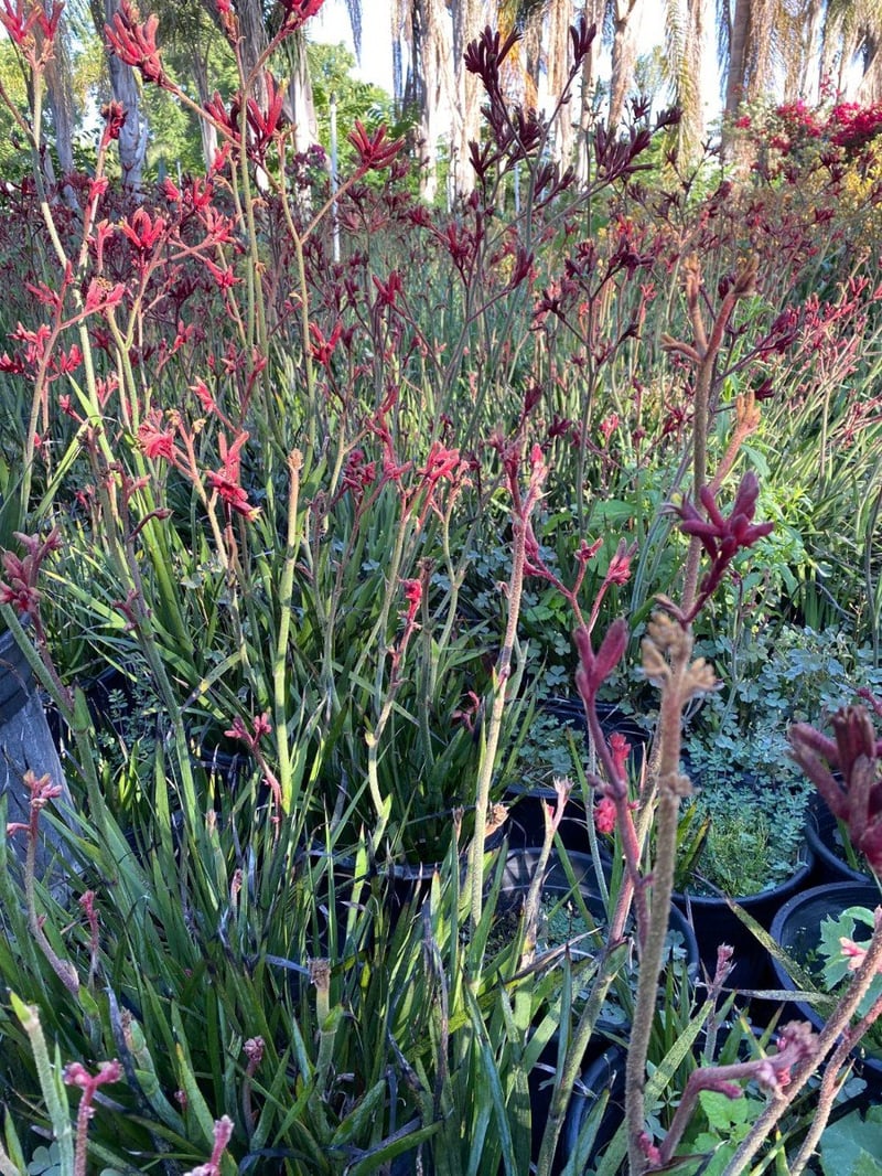 Photo for Anigozanthos flavidus 'Big Red' (Red Kangaroo Paw)