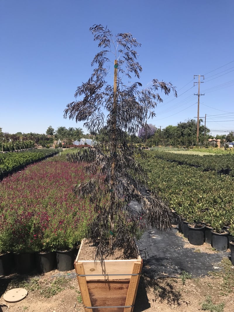 Photo for Agonis flexuosa 'Jervis Bay Afterdark' (After Dark Peppermint Tree)