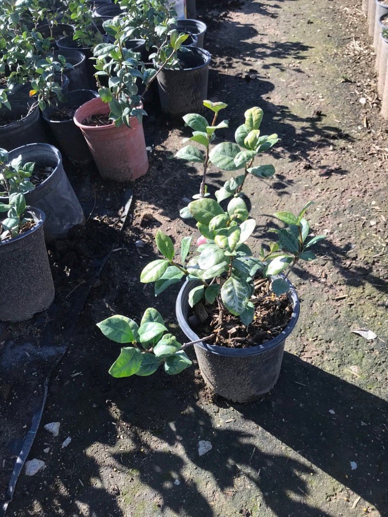 Photo for Trachelospermum jasminoides (Star Jasmine)